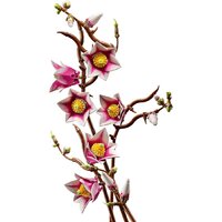 Конструктор LEGO Botanicals 11510 Ветви магнолии - Превью изображения №5 — Интернет-магазин Your Sale