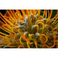 Fujifilm X-T50 Body (серый) Image #14