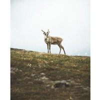 Olympus OM-5 Body (серебристый) Image #21