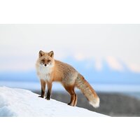 Nikon Z6 III Body Image #25