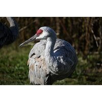 Nikon Z50 II Double Kit 16-50mm VR + 50-250mm VR Image #35