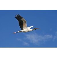 Nikon Z6 III Kit 24-120mm f/4 S Image #29